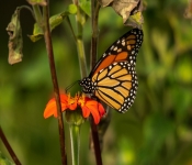 2020 09 13 LongFellowGardens 037